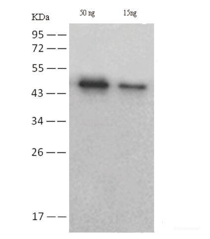 Western Blot analysis of SARS-CoV2-NP protein using SARS-COV/SARS-COV-2 NP Monoclonal Antibody(2019-nCoV) at dilution of 1:1000