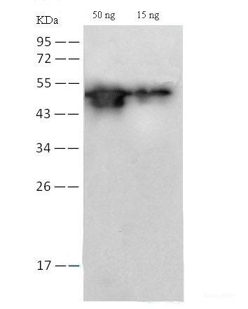 Western Blot analysis of SARS-CoV2-NP protein using SARS-COV/SARS-COV-2 NP Monoclonal Antibody(2019-nCoV) at dilution of 1:2000