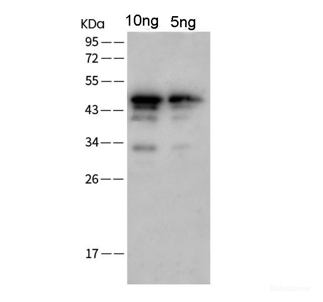 WesternBlotanalysisofSARS-CoV2-SpikeproteinusingSARS-COV/SARS-COV-2 NP Polyclonal Antibody(2019-nCoV)atdilutionof 1:2000