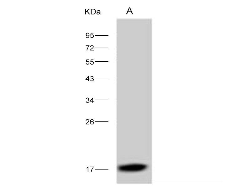 Western Blot analysis of Recombinant DENV-2 (Strain New Guinea C) Capsid protein / DENV-C Protein (His Tag)(PKSV030132 with 10ng) using Anti-Dengue virus DENV-2(Strain New Guinea C) Capsid protein/DENV-C Monoclonal Antibody at dilution of 1:1000.