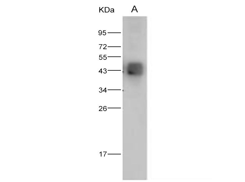 Western Blot analysis of Recombinant DENV (type 2, strain New Guinea C/PUO-218 hybrid) E / Envelope Protein (ECD, His Tag)(PKSV030127 with 5ng ) using Anti-Dengue virus DENV-2(Strain New Guinea C/PUO-218 hybrid) E/Envelope Protein Antibody Polyclonal Antibody at dilution of 1:2000.