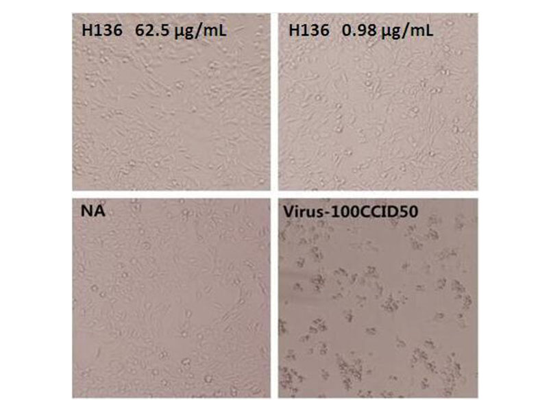 The neutralization activity of Anti-Enterovirus 71 VP1 Neutralizing Antibody is Measured by Microneutralization test in vitro. 
The cytopathic effect of RD cells (10e5/well) induced by 100CCID50 EV71 genogroup C4 is neutralized by increasing concentrations of Anti-Enterovirus 71 VP1 Neutralizing Antibody. The IC50 is typically 0.7~1.3 g/mL. 
NA: No antibody added.