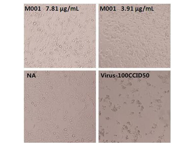 The neutralization activity of Anti-Enterovirus 71 VP4 Neutralizing Antibody is Measured by Microneutralization test in vitro. 
The cytopathic effect of RD cells (10e5/well) induced by 100CCID50 EV71 genogroup C4 is neutralized by increasing concentrations of Anti-Enterovirus 71 VP4 Neutralizing Antibody. The IC50 is typically 4~8 g/mL. 
NA: No antibody added.