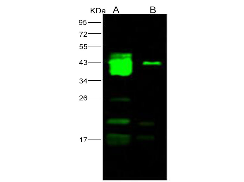 Western Blot analysis of Recombinant EBOV (subtype Bundibugyo, strain Uganda 2007) GP1 / Glycoprotein Protein (His Tag)(PKSV030136 with 50ng and 10ng) using Anti-Ebola virus EBOV(subtype Bundibugyo, strain Uganda 2007) GP1/Glycoprotein Polyclonal Antibody at dilution of 1:1000.