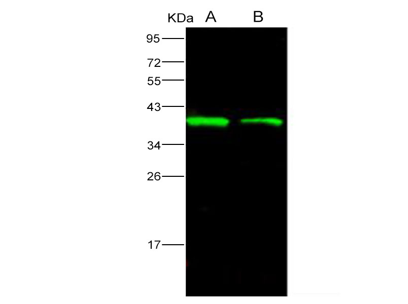 Western Blot analysis of Recombinant EBOV (subtype Bundibugyo, strain Uganda 2007) VP40 / Matrix protein VP40 Protein (His Tag)(PKSV030139 with 30ng and 10ng) using Anti-Ebola virus EBOV(subtype Bundibugyo, strain Uganda 2007) VP40/Matrix protein VP40 Monoclonal Antibody at dilution of 1:1000.