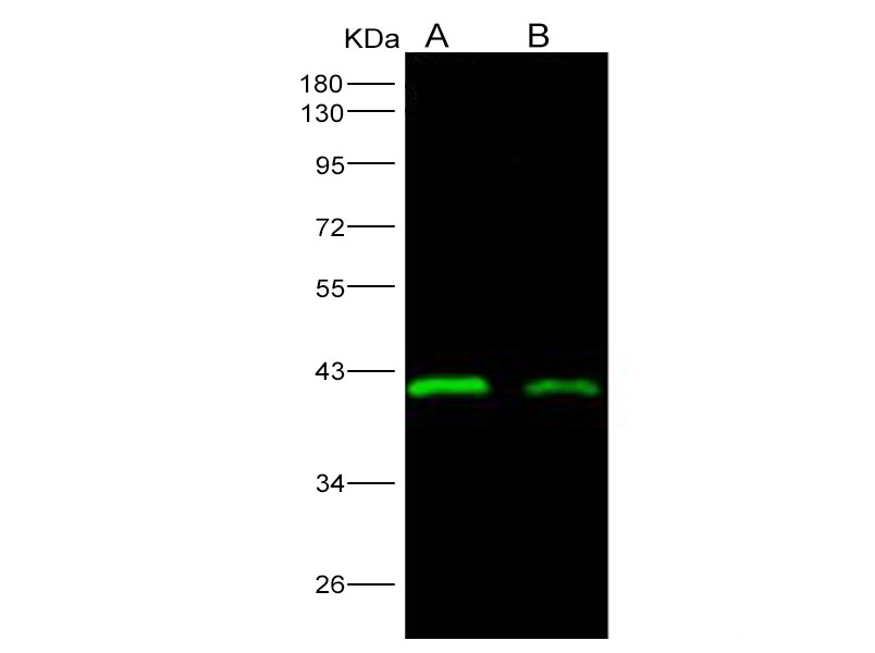 Western Blot analysis of Recombinant EBOV (subtype Sudan, strain Gulu) VP40 / Matrix protein VP40 Protein (His Tag)(PKSV030148 with 30ng and 10ng) using Anti-Ebola virus EBOV(subtype Sudan, strain Gulu) VP40/Matrix protein VP40 Monoclonal Antibody at dilution of 1:1000.