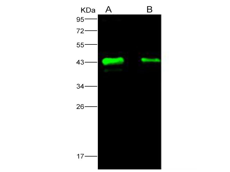 Western Blot analysis of cell lysate with 30μg and 15μg using Anti-Ebola virus EBOV(subtype Zaire, strain H.sapiens-wt/GIN/2014/Kissidougou-C15) Matrix protein VP40 Monoclonal Antibody at dilution of 1:1000.