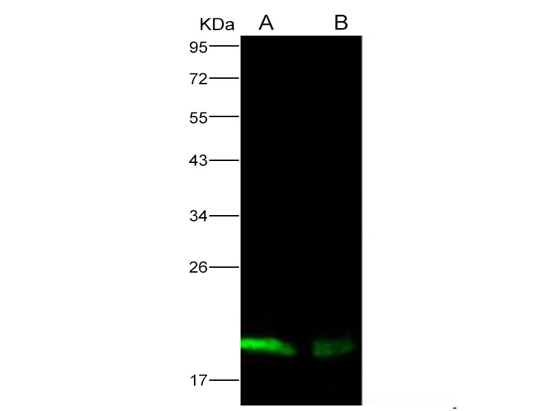 Western Blot analysis of Recombinant EBOV (subtype Zaire, strain H.sapiens-wt/GIN/2014/Kissidougou-C15) Nucleoprotein / NP Protein (His Tag)(PKSV030159 with 30ng and 10ng) using Anti-Ebola virus EBOV(subtype Zaire, strain H.sapiens-wt/GIN/2014/Kissidougou-C15) Nucleoprotein/NP Monoclonal Antibody at dilution of 1:1000.