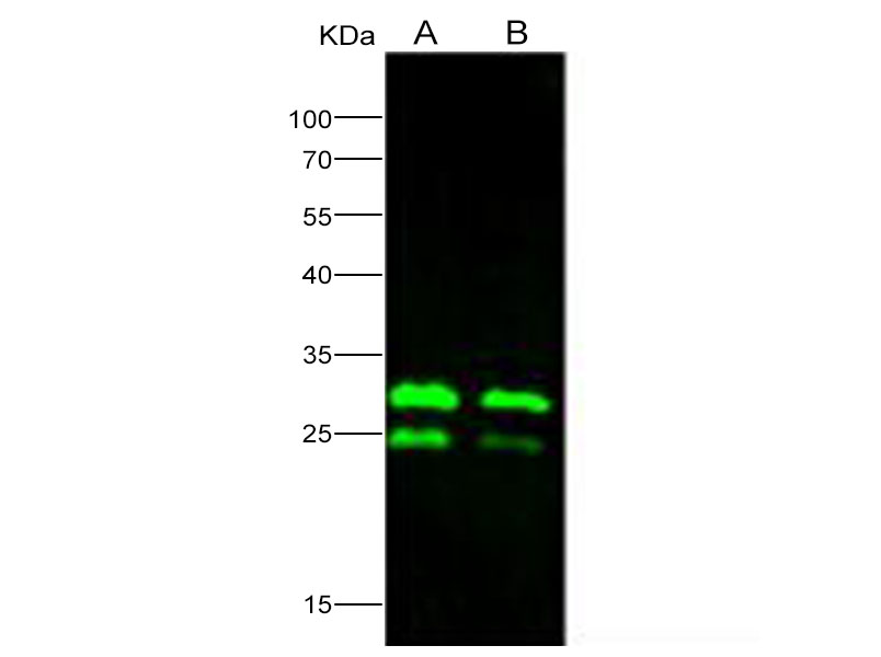 Western Blot analysis of Recombinant EBOV (subtype Zaire, strain H.sapiens-wt/GIN/2014/Kissidougou-C15) VP24 Protein (His Tag)(PKSV030160 with 20ng and 10ng) using Anti-Ebola virus EBOV(subtype Zaire, strain H.sapiens-wt/GIN/2014/Kissidougou-C15) VP24 Polyclonal Antibody at dilution of 1:2000.