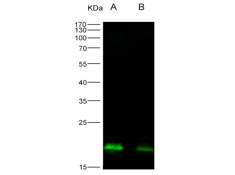 Western Blot analysis of Recombinant EBOV (Sudan ebolavirus, strain Gulu) Nucleoprotein / NP Protein (His Tag)(PKSV030168 with 30ng and 10ng) using Anti-Ebola virus EBOV(Sudan ebolavirus, strain Gulu) Nucleoprotein/NP Monoclonal Antibody at dilution of 1:1000.
