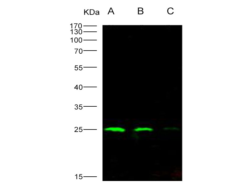 Western Blot analysis of Recombinant HIV-1 p24 Protein (group M, subtype B, strain 92418) (His Tag)(PKSV030191 with 10ng, 5ng and 1ng ) using Anti-HIV-1 p24 Protein(group M, subtype B, strain 92418) Polyclonal Antibody at dilution of 1:1000.