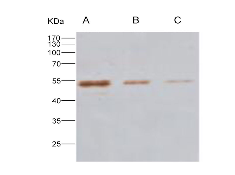 Western Blot analysis of Recombinant MERS-CoV Nucleoprotein / NP protein (His Tag)(PKSV030235 with 20ng, 5ng and 2ng ) using Anti-MERS-CoV Nucleocapsid Monoclonal Antibody at dilution of 1:1000.