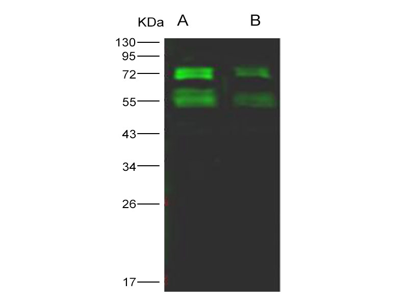 Western Blot analysis of Recombinant MERS-CoV Spike/S2 Protein (S2 Subunit, aa 726-1296, His Tag)(PKSV030243 with 200ng and 50ng) using Anti-MERS-CoV Spike Protein S2 Monoclonal Antibody at dilution of 1:1000.