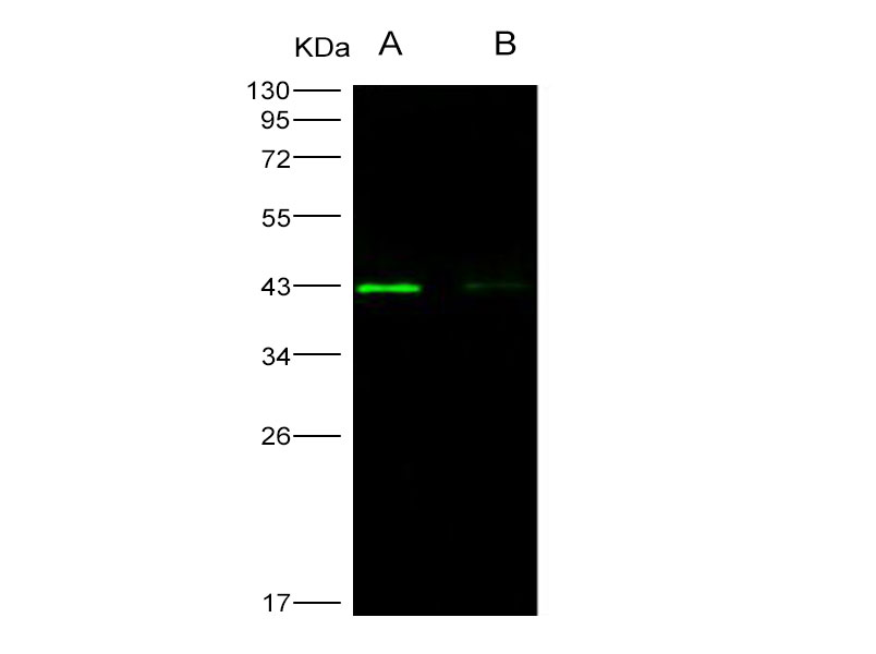 Western Blot analysis of Recombinant WNV (lineage 1, strain NY99) E / Envelope Protein (Domain III, His Tag)(PKSV030260 with 50ng and 10ng) using Anti-West Nile Virus(WNV)(lineage 1, strain NY99) E/Envelope Polyclonal Antibody at dilution of 1:1000.