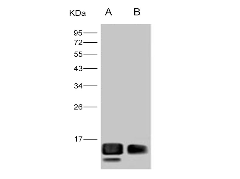 Western Blot analysis of Recombinant WNV (lineage 1, strain NY99) E / Envelope Protein (Domain III, His Tag)(PKSV030260 with 20ng and 5ng) using Anti-West Nile Virus(WNV)(lineage 1, strain NY99) E/Envelope Protein(Domain III) Monoclonal Antibody at dilution of 1:1000.