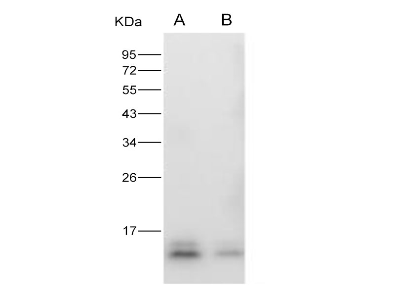 Western Blot analysis of Recombinant ZIKV (strain Zika SPH2015) Envelope protein (Domain III, His Tag)(PKSV030271 with 30ng and 10ng) using Anti-Zika virus(ZIKV)(strain Zika SPH2015) ZIKV-E/Envelope Protein Monoclonal Antibody at dilution of 1:1000.