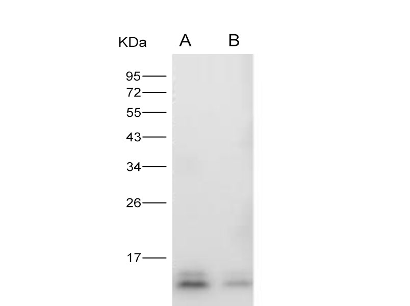 Western Blot analysis of Recombinant ZIKV (strain Zika SPH2015) Envelope protein (Domain III, His Tag)(PKSV030271 with 5ng) using Anti-Zika virus(ZIKV)(strain Zika SPH2015) ZIKV-E/Envelope protein(Domain III) Monoclonal Antibody at dilution of 1:2000.