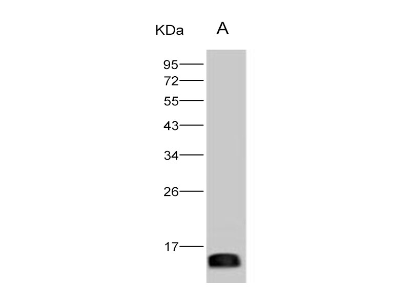 Western Blot analysis of Recombinant ZIKV E / Envelope protein (Domain III, His Tag)(PKSV030265 with 5ng) using Anti-Zika virus(ZIKV)(strain Zika SPH2015) ZIKV-E/Envelope protein(Domain III) Monoclonal Antibody at dilution of 1:2000.