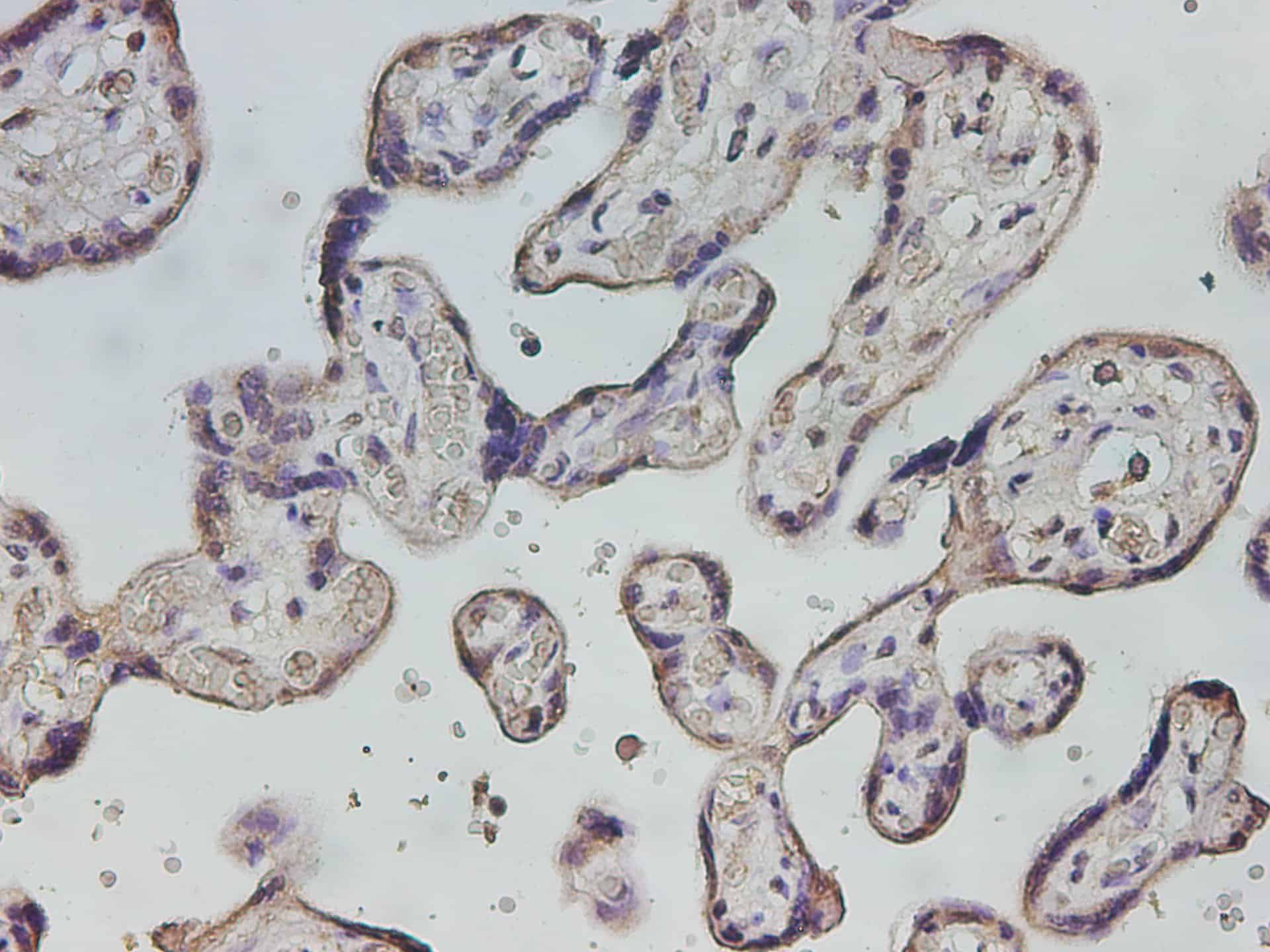 Immunohistochemistry of paraffin-embedded Human placenta using HTRA1 Polyclonal Antibody at dilution of 1:800