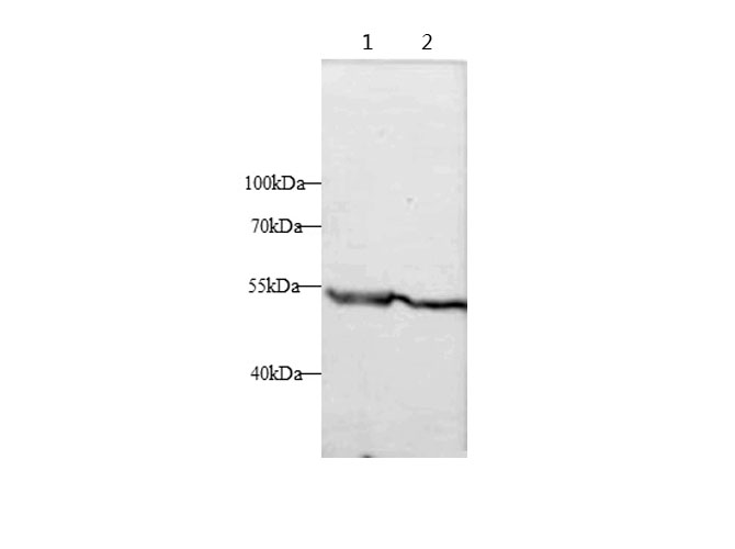 Western blot with HTRA1 Polyclonal antibody at dilution of 1:500.lane 1:Mouse placenta, lane 2:Rat placenta