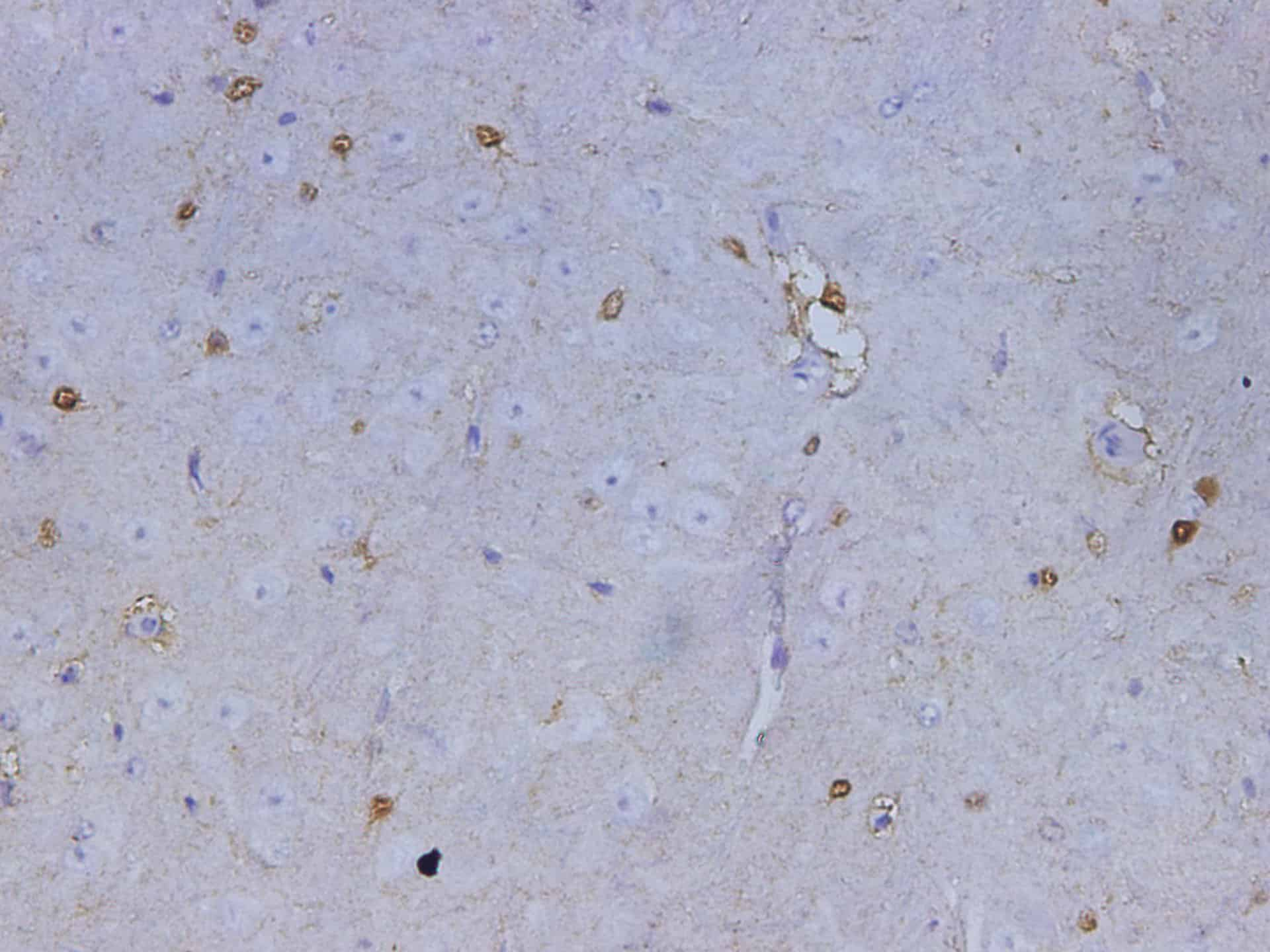 Immunohistochemistry of paraffin-embedded Mouse brain using S100B Polyclonal Antibody at dilution of 1:500