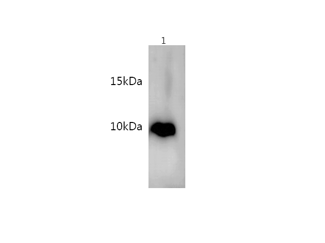 Western blot with anti-S100B polyclonal Antibody at dilution of 1:500.lane 1: Rat brain tissue