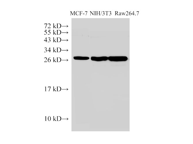 Western Blot analysis of 1)MCF-7, 2)NIH/3T3, 3)Raw264.7 using Galectin 3 Ployclonal Antibody at dilution of 1:1000.