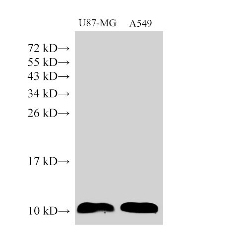 Western Blot analysis of U87-MG and A549 cells using S100A6 Polyclonal Antibody at dilution of 1:1500