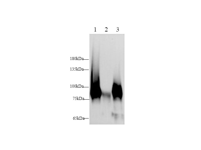 Western blot with Lbp Polyclonal antibody at dilution of 1:500.lane 1:Mouse spleen,lane 2:Rat kidney,lane 3:Rat spleen