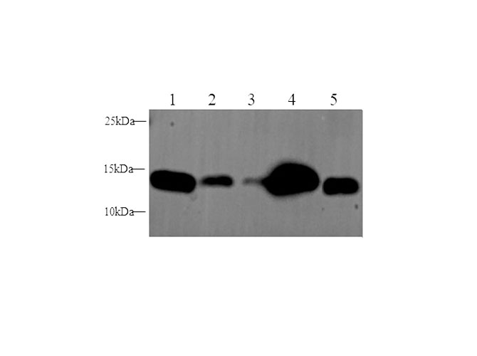 Western blot with IFITM3 Polyclonal antibody at dilution of 1:2000.lane 1:Hela whole cell lysate, lane 2:293 T whole cell lysate, lane 3:Mouse Liver, lane 4:Mouse Heart,lane 5:Rat Liver