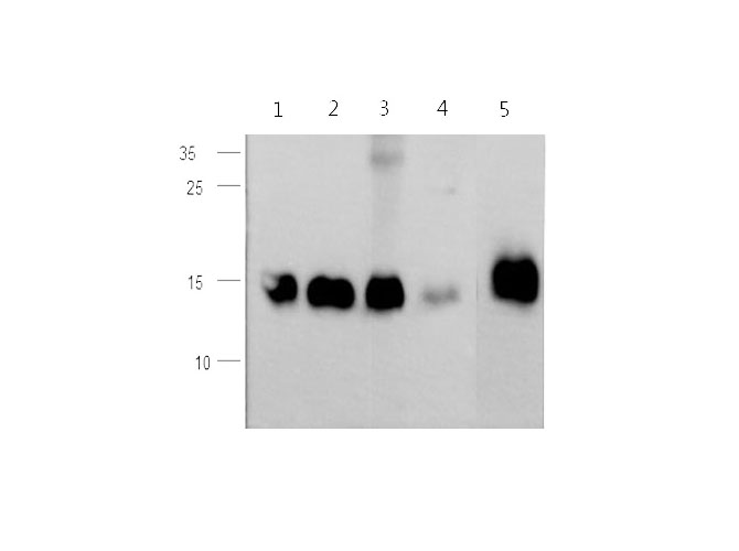 Western blot with CST3 Polyclonal antibody at dilution of 1:500.lane 1:Hep G2 whole cell lysate, lane 2:PC-3 whole cell lysate, lane 3:Caco-2 whole cell lysate, lane 4:Mouse Kidney,lane 5:Rat Kidney