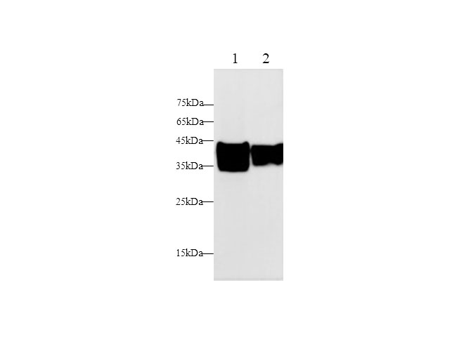 Western blot with AGR1 Polyclonal antibody at dilution of 1:500.lane 1:Mouse liver,lane 2:Rat liver