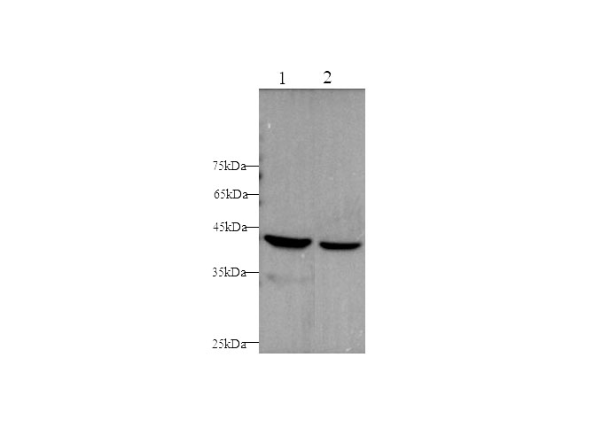 Western blot with AGR1 Polyclonal antibody at dilution of 1:5000.lane 1:Hela whole cell lysate, lane 2:A431 whole cell lysate