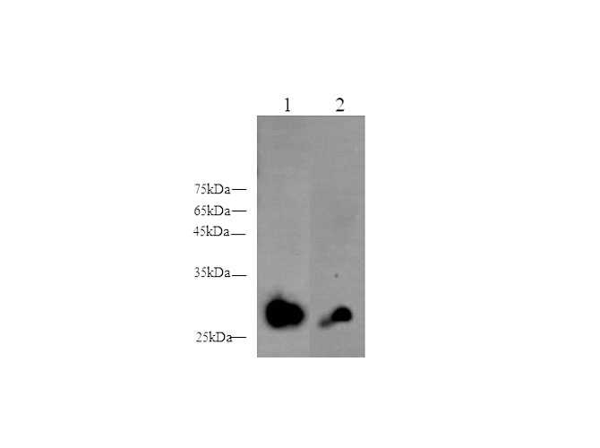 Western blot with Adipoq Polyclonal antibody at dilution of 1:500.lane 1:Mouse heart, lane 2:Rat serum