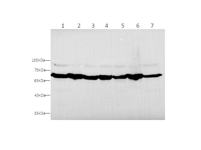 Western blot with HSPA9 Polyclonal antibody at dilution of 1:500.lane 1:Hep G2 whole cell lysate, lane 2:Jurkat whole cell lysate, lane 3:Hela whole cell lysate, lane 4:K562 whole cell lysate,lane 5:NIH/3T3 whole cell lysate,lane 6:C2C12 whole cell lysate, lane 7:PC-12 whole cell lysate