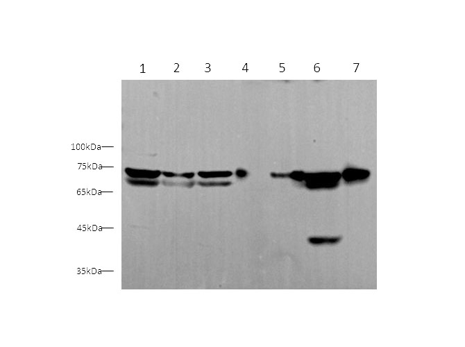 Western blot with HSPA5 Polyclonal antibody at dilution of 1:500.lane 1：Hela whole cell lysate,lane 2：Jurkat whole cell lysate,lane 3：THP-1 whole cell lysate,lane 4：HT-29 whole cell lysate,lane 5:NIH/3T3 whole cell lysate,lane 6:RAW264.7 whole cell lysate,lane 7:Mouse lung