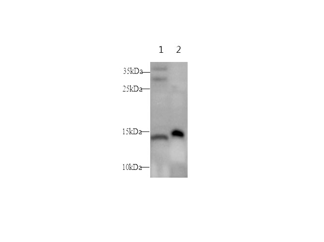 Western blot with NPY Polyclonal antibody at dilution of 1:500.lane 1:Mouse brain,lane 2:Mouse spleen