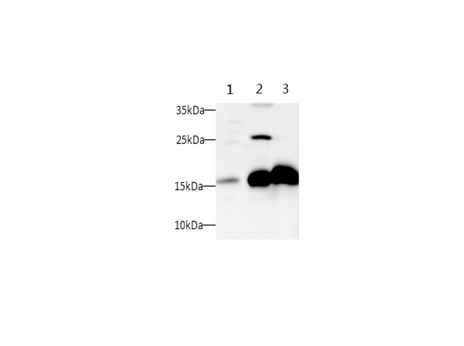 Western blot with SNCA Polyclonal antibody at dilution of 1:500.lane 1:SH-SY5Y whole cell lysate, lane 2:Mouse brain, lane 3:Rat brain