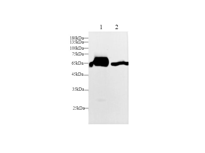 Western blot with Lbp Polyclonal antibody at dilution of 1:500.lane 1:Mouse ovary,lane 2:Rat ovary