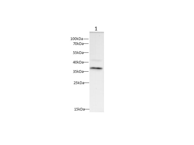 Western blot with CD20 Polyclonal antibody at dilution of 1:500.lane 1:Rat spleen