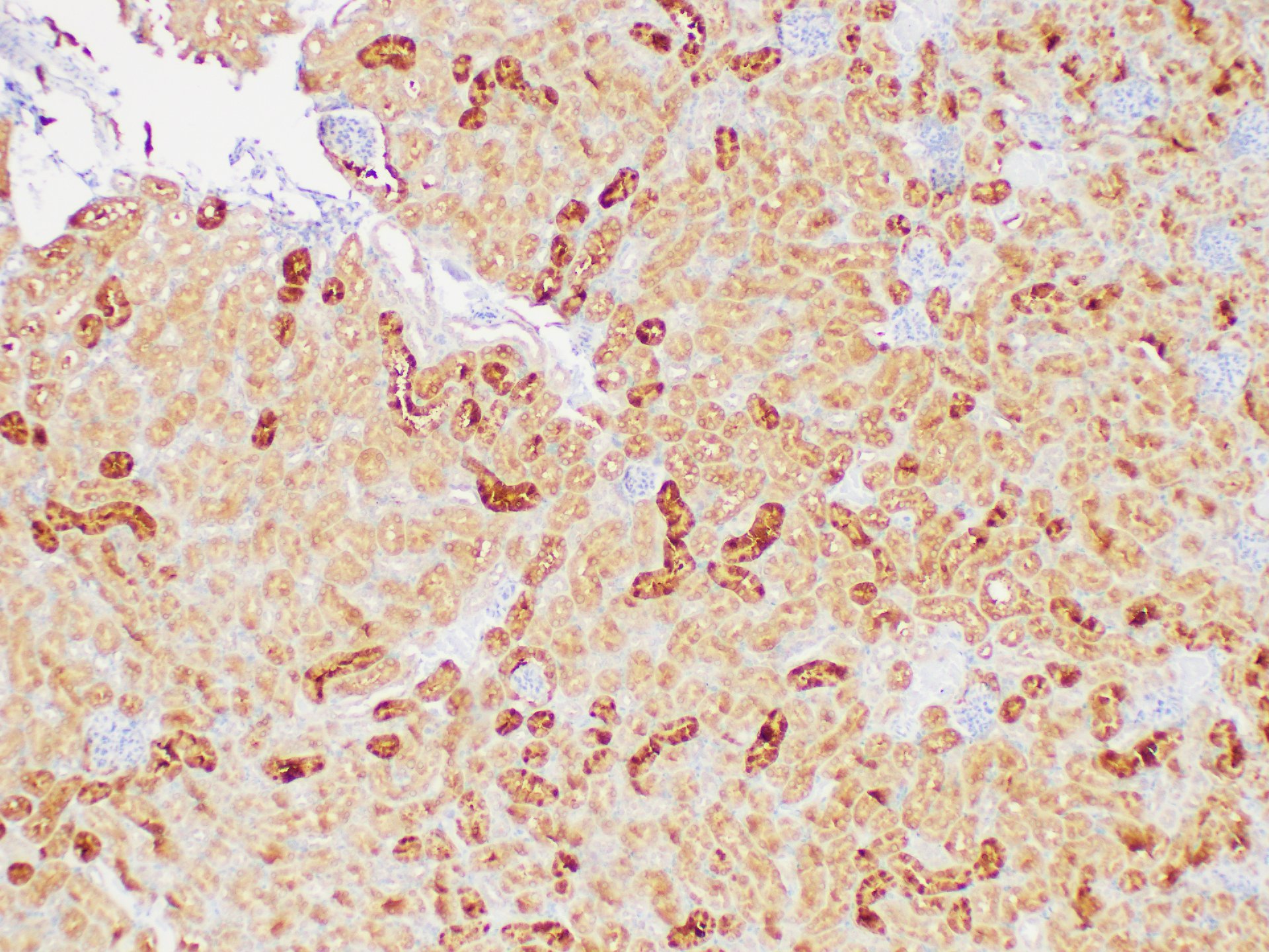 Immunohistochemistry of paraffin-embedded Mouse kidney using GSTA1 Polycloanl Antibody at dilution of 1:200