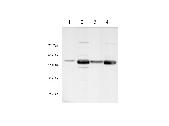Western blot with LUM Polyclonal antibody at dilution of 1:1000.lane 1:A431 whole cell lysate,lane 2:Mouse brain,lane 3:Rat kidney,lane 4: Rat brain