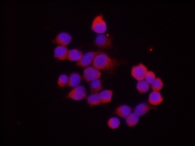 Immunofluorescent analysis of 293F cells transfected with the Hep G2, using anti Ceacam1 Polyclonal Antibody at dilution of 1:200.