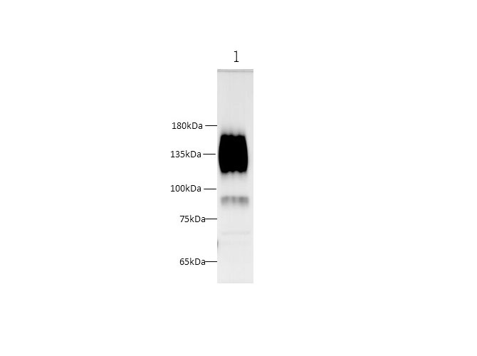 Western blot with Ceacam1 Polyclonal antibody at dilution of 1:500.lane 1:Mouse colon