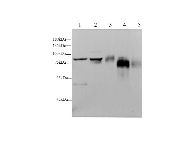 Western blot with CD44 Polyclonal antibody at dilution of 1:500.lane 1:A549 whole cell lysate,lane 2:Hela whole cell lysate,lane 3:RAW264.7 whole cell lysate,lane 4: Mouse spleen,Lane 5：Rat spleen