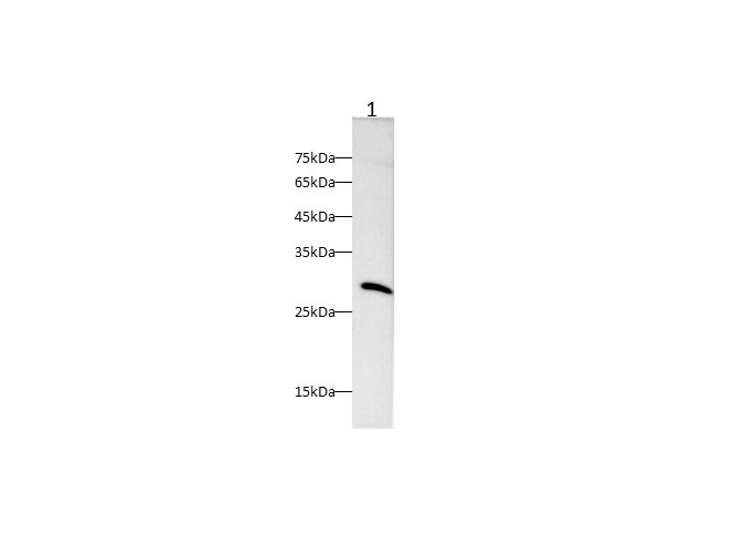 Western blot with KLK10 Polyclonal antibody at dilution of 1:1000.lane 1:Hep G2 whole cell lysate