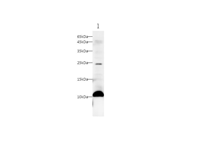 Western blot with S100A11 Polyclonal antibody at dilution of 1:1000.lane 1:PC-3 whole cell lysate