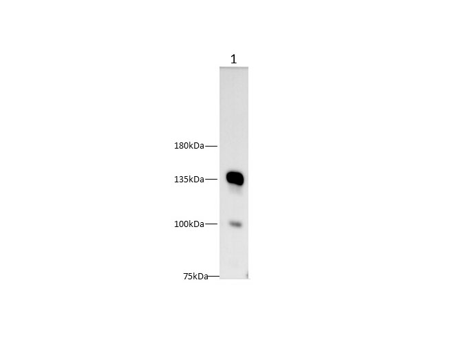 Western blot with CD22 Polyclonal antibody at dilution of 1:500.lane 1:Raji whole cell lysate