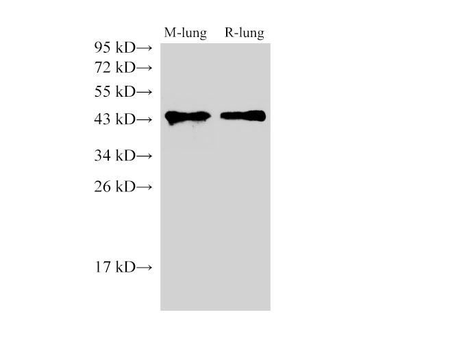 Western Blot analysis of Mouse lung and Rat lung using CD38 Polyclonal Antibody at dilution of 1:1000