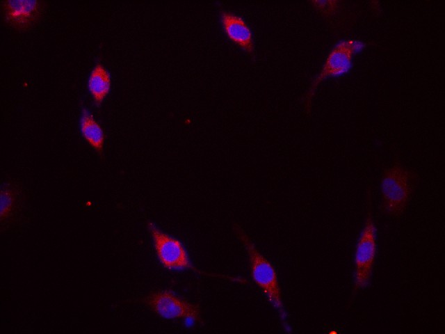 Immunofluorescence analysis of  C6 cells using DNM1L Polyclonal Antibody at dilution of 1:200